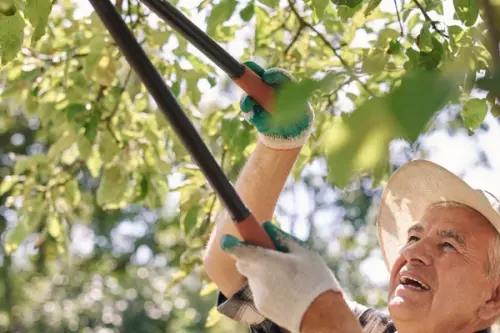 Importanța toaletării copacilor și arbuștilor pentru o curte sănătoasă – Cum și când să tunzi corect vegetația pentru a stimula creșterea