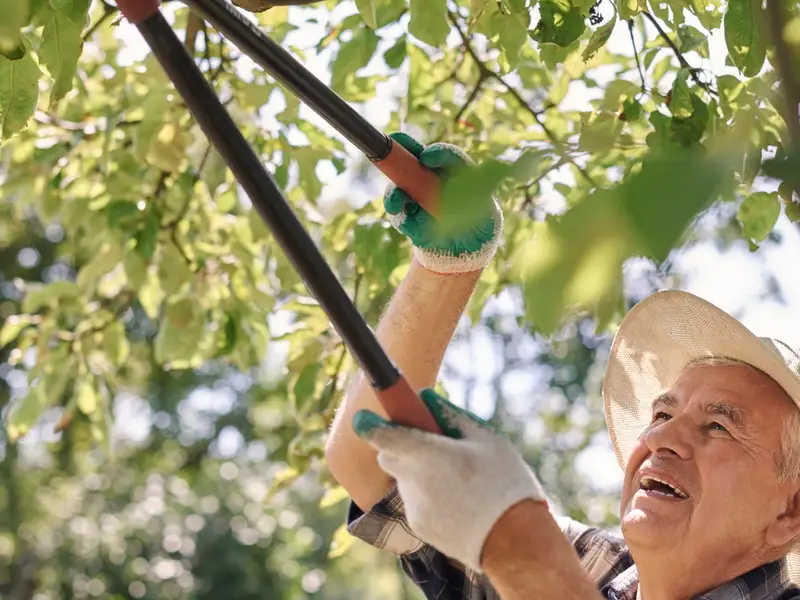 Importanța toaletării copacilor și arbuștilor pentru o curte sănătoasă – Cum și când să tunzi corect vegetația pentru a stimula creșterea