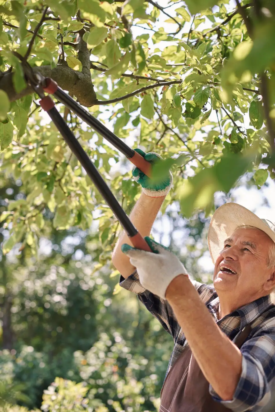 The Importance of Pruning Trees and Shrubs for a Healthy Yard – How and When to Properly Trim Vegetation to Stimulate Growth