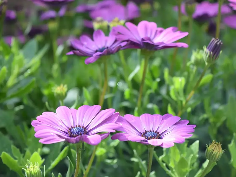 Anemona sau Floarea Pastelui ingrijire si beneficii