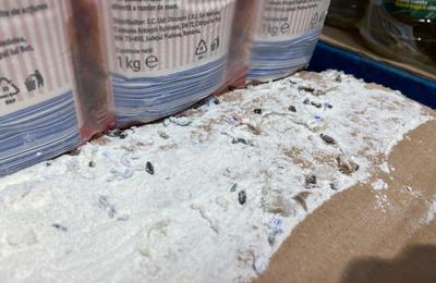 Timişoara: Magazin Lidl, închis de Protecţia Consumatorilor, după ce au fost găsite excremente de şoareci, dar şi capcane cu lipici