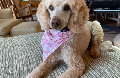 Top 10 Best Pets for Apartments