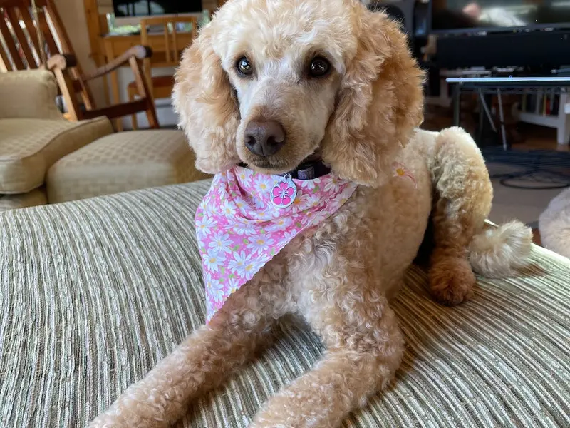 Top 10 cele mai potrivite animale de companie pentru apartament