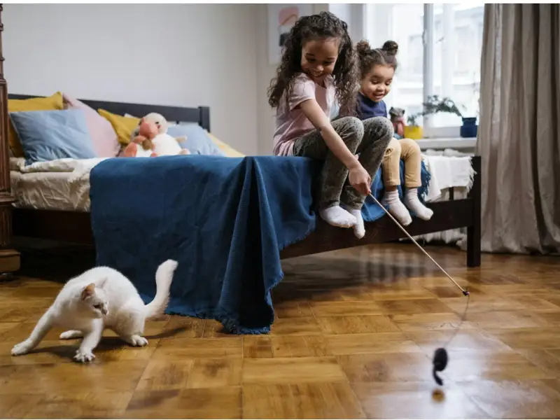 Cum alegeți decorațiunile din casă dacă ai o pisică neastâmpărată