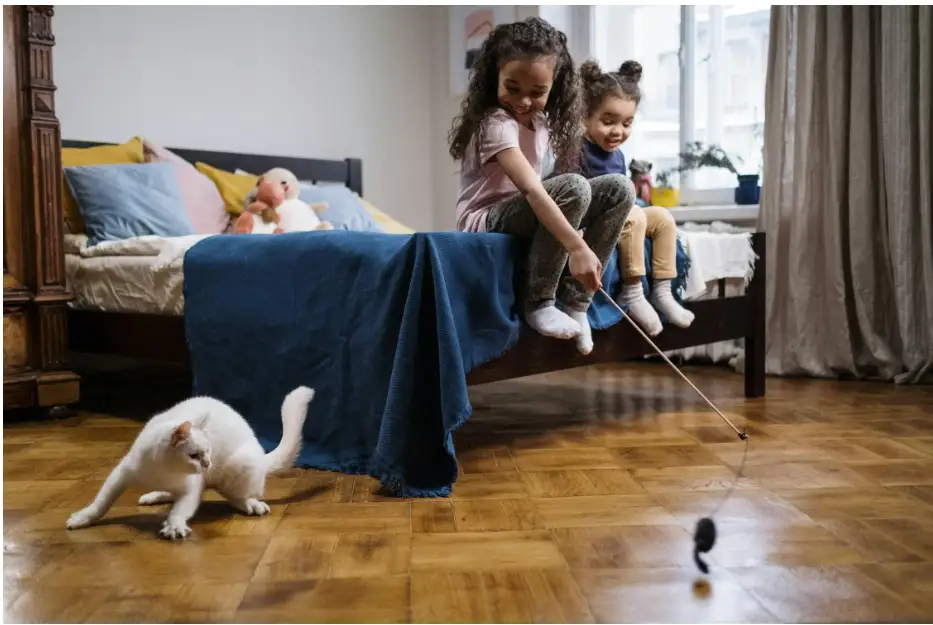 Choosing Home Decor When You Have a Mischievous Cat