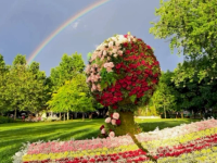 Explozia florală din Drumul Taberei: Ghidul tău de supraviețuire (și distracție) la West Side Flower Fest 2026