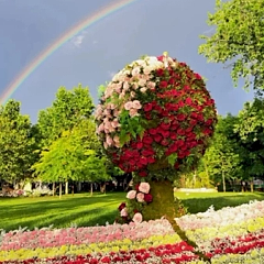 Explozia florală din Drumul Taberei: Ghidul tău de supraviețuire (și distracție) la West Side Flower Fest 2026