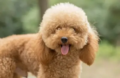 What Breed of Dog to Choose If You Have Pet Allergies