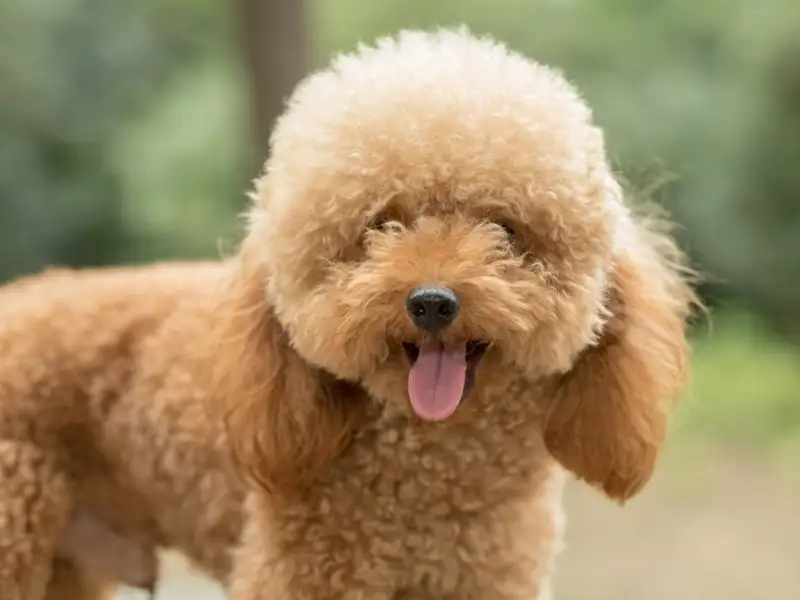 Ce rasă de câine să vă alegeți dacă faceți alergie la părul de animale