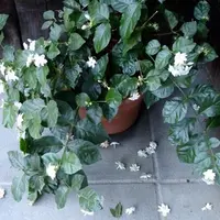 Trucuri pentru a elimina mirosurile neplacute din casa