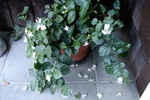 Trucuri pentru a elimina mirosurile neplacute din casa