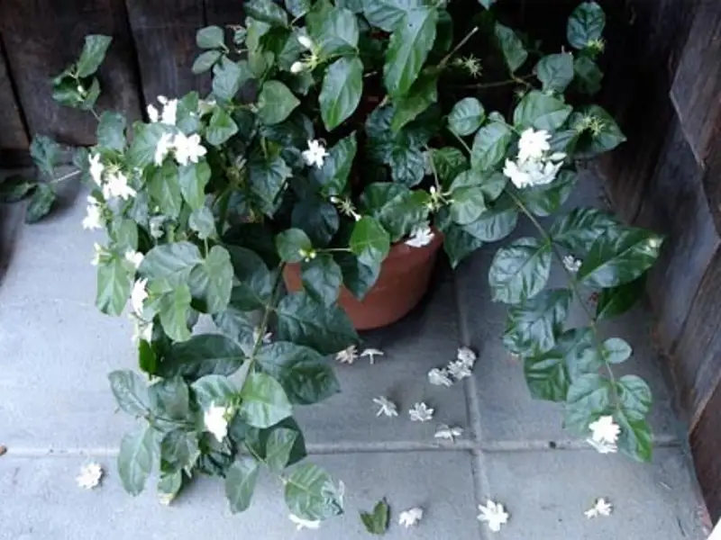 Trucuri pentru a elimina mirosurile neplacute din casa