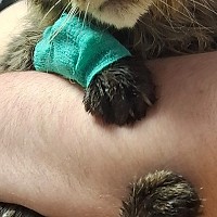 Adopții pisici.