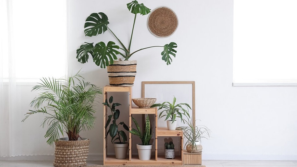 Plante exotice pe care le poți avea în casă: Un strop de natură în decorul tău