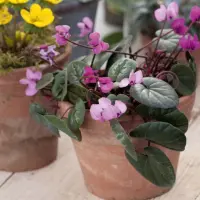 Cum să îngrijești cyclamenul: floarea colorată de iarnă pentru casă și grădină