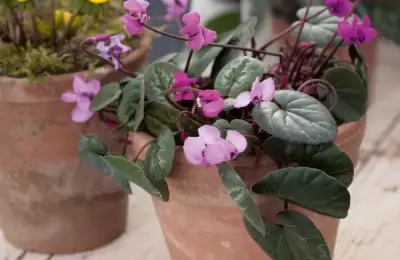 Cum să îngrijești cyclamenul: floarea colorată de iarnă pentru casă și grădină