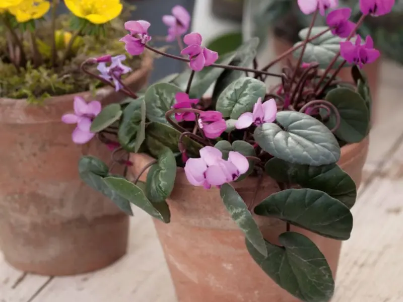 Cum să îngrijești cyclamenul: floarea colorată de iarnă pentru casă și grădină