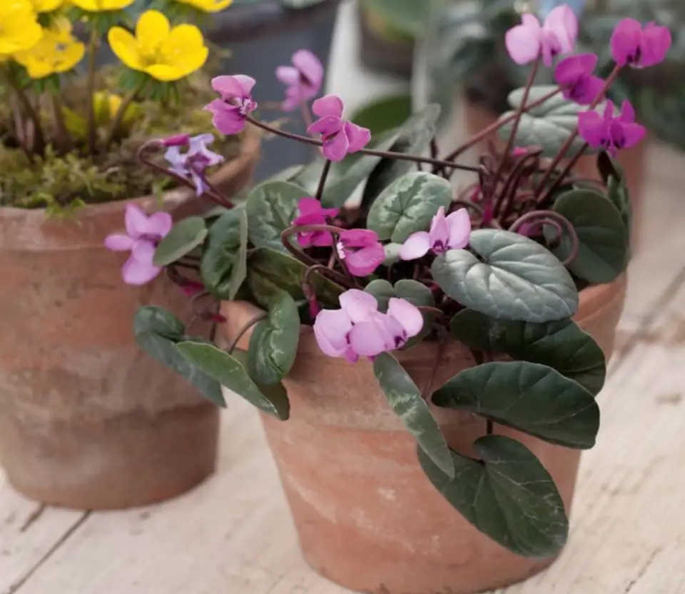 Caring for Cyclamen: The Colorful Winter Flower for Home and Garden