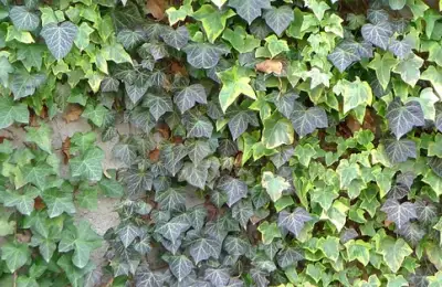 Cum să alegi cele mai bune plante de umbră pentru grădină