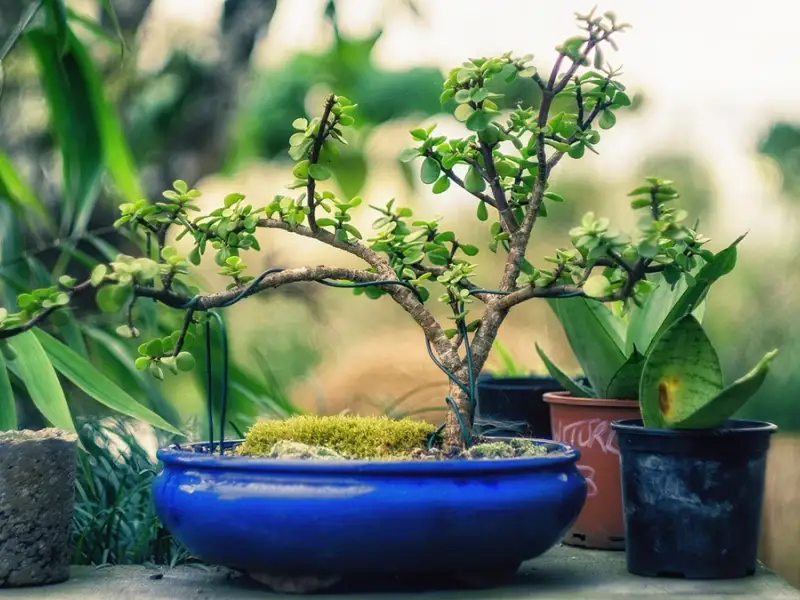 Bonsaiul ingrijire, inmultire si modelare