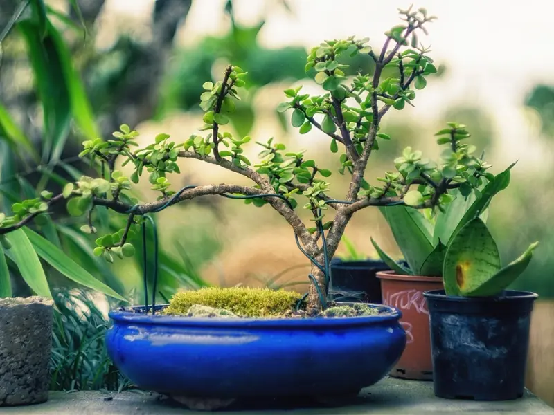 Bonsaiul ingrijire, inmultire si modelare