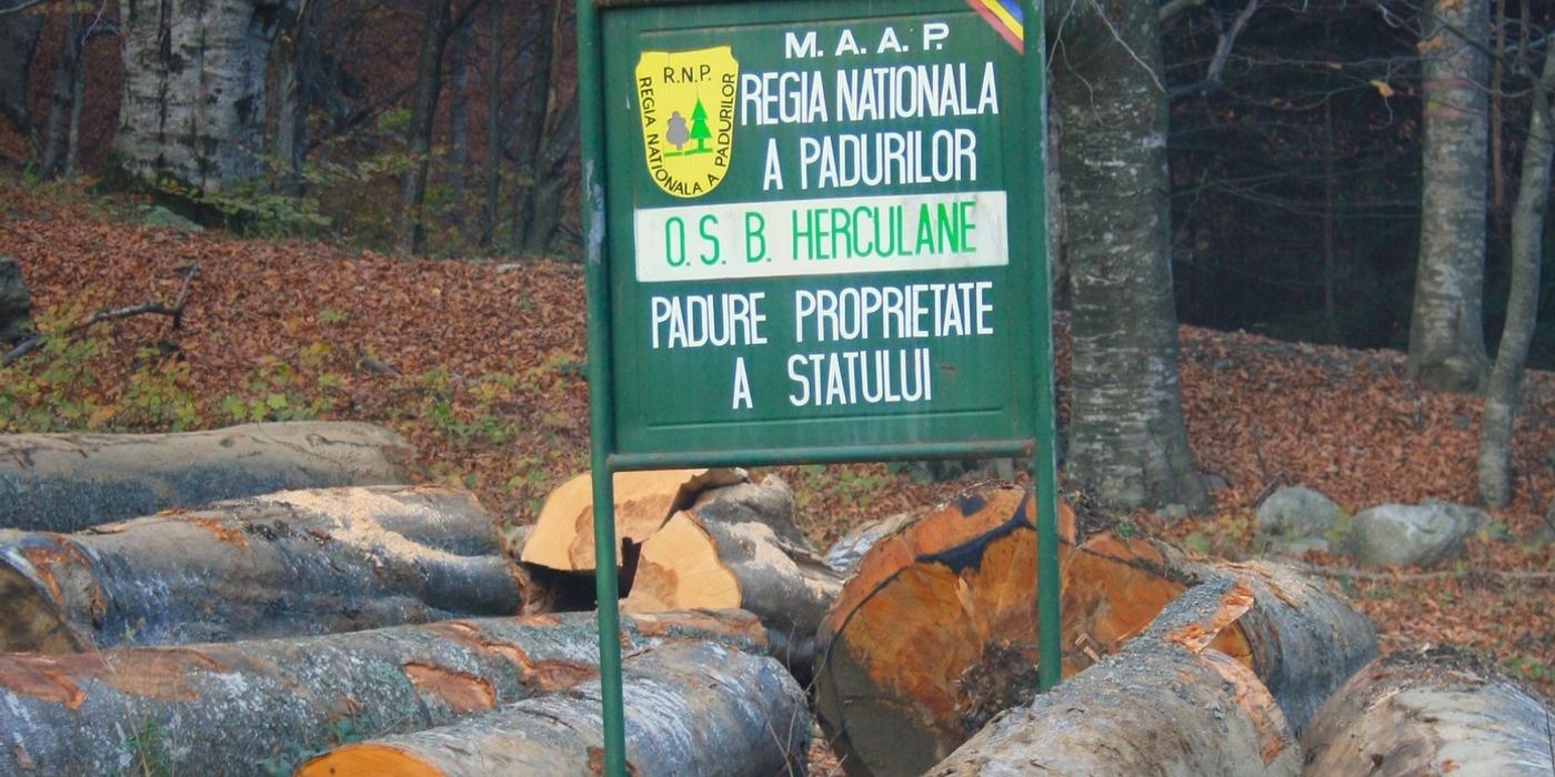 Agent Green: Victorie! 29.058 hectare de păduri de la Băile Herculane au fost salvate în instanţă / 9 ani s-a tăiat ilegal, în baza unui amenajament silvic abuziv / Ministerul, Agenţia de Protecţia Mediului şi Romsilva sunt principalii duşmani ai pădurii