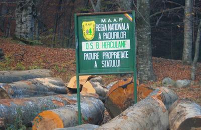 Agent Green: Victorie! 29.058 hectare de păduri de la Băile Herculane au fost salvate în instanţă / 9 ani s-a tăiat ilegal, în baza unui amenajament silvic abuziv / Ministerul, Agenţia de Protecţia Mediului şi Romsilva sunt principalii duşmani ai pădurii