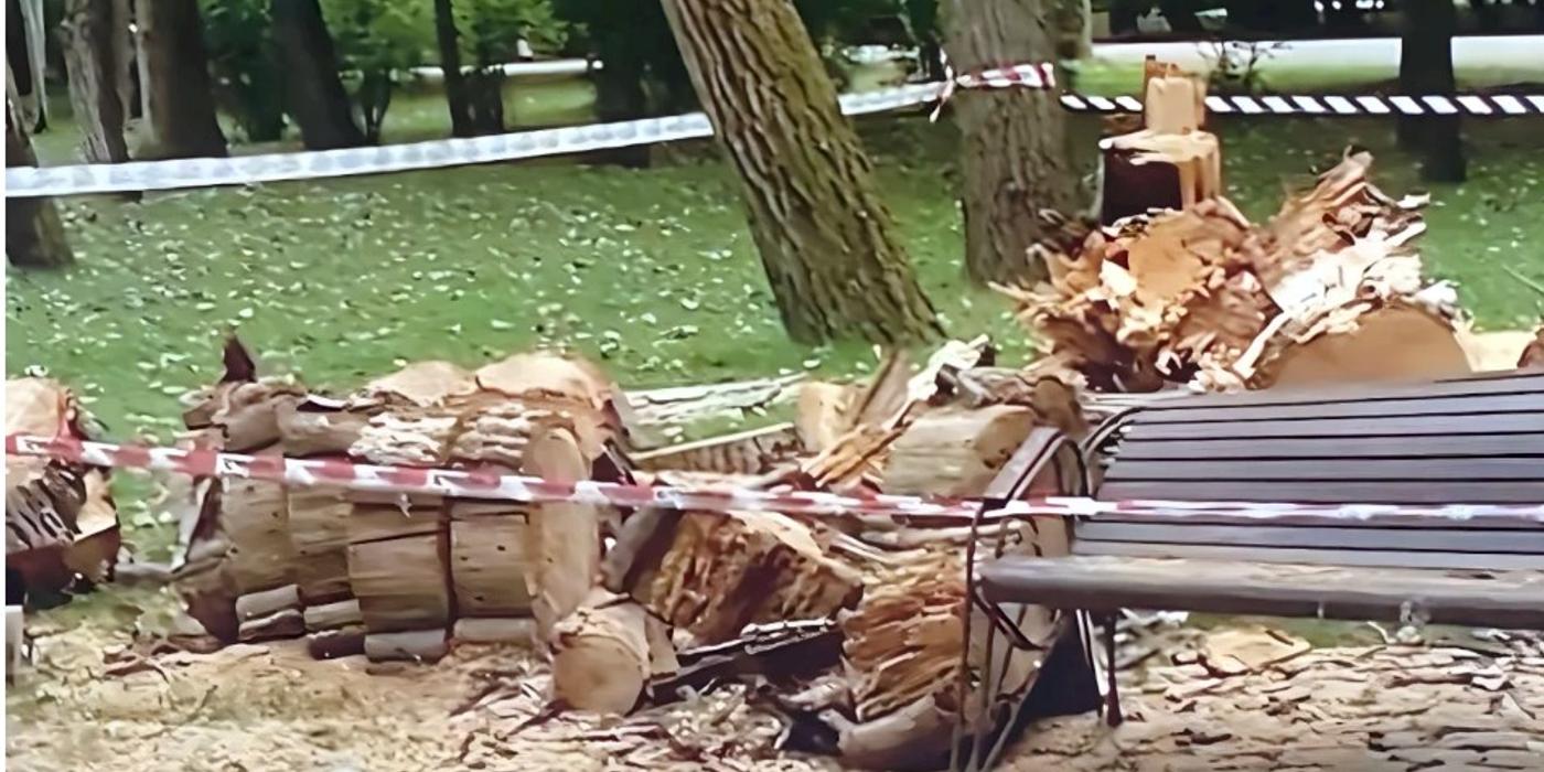 Un copac prăbușit peste o bancă din parcul IOR, a rănit o femeie care se bucura de umbra acestuia