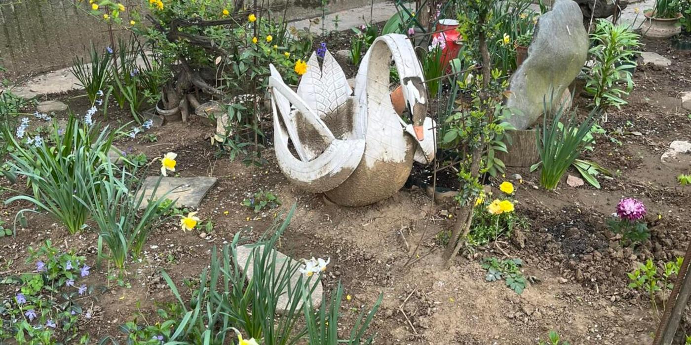 Lebedele nu stau doar pe lacurile din București, ci și în grădinile blocurilor