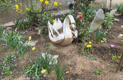 Lebedele nu stau doar pe lacurile din București, ci și în grădinile blocurilor