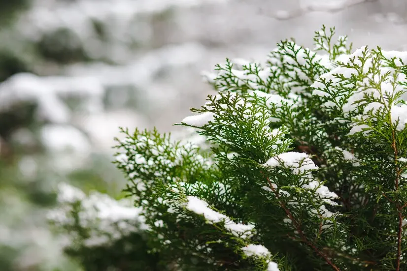 Top 10 arbuști veșnic verzi pentru grădini frumoase chiar și iarna