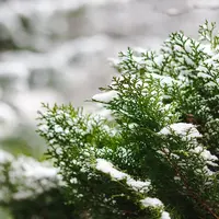 Top 10 arbuști veșnic verzi pentru grădini frumoase chiar și iarna