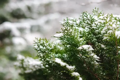 Top 10 arbuști veșnic verzi pentru grădini frumoase chiar și iarna