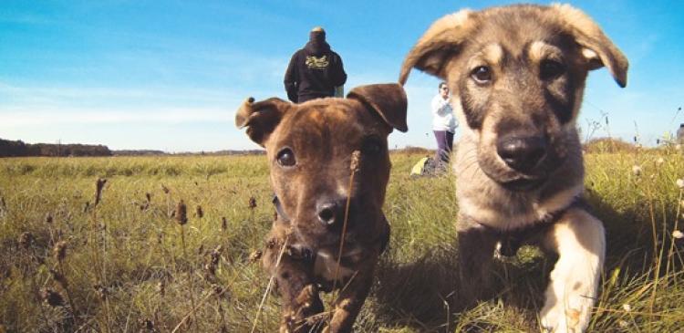 Peste 300 de câini de la Centrul de Gestionare a Câinilor Fără Stăpân, așteaptă să fie adoptați
