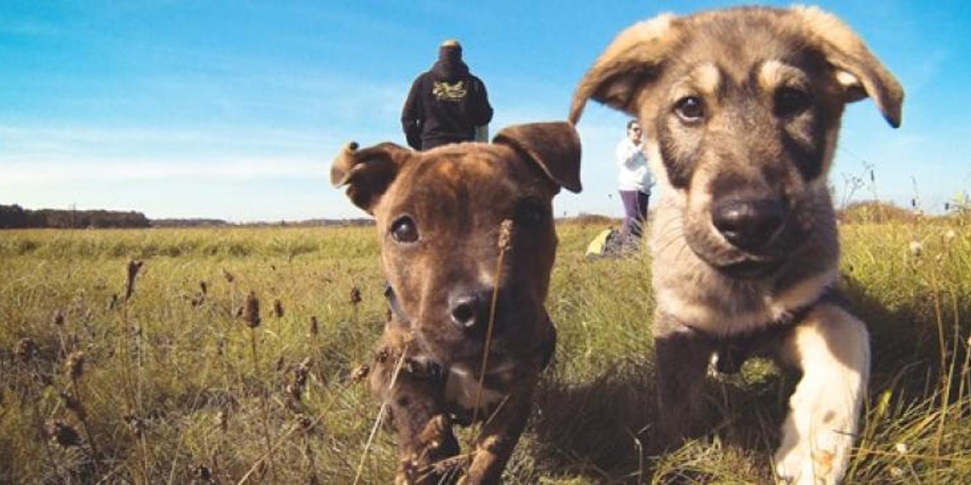 Peste 300 de câini de la Centrul de Gestionare a Câinilor Fără Stăpân, așteaptă să fie adoptați