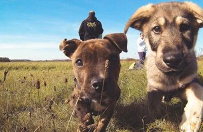 Peste 300 de câini de la Centrul de Gestionare a Câinilor Fără Stăpân, așteaptă să fie adoptați