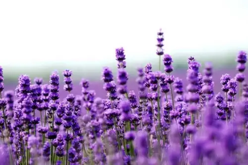 Levantica o planta cu multiple utilizari