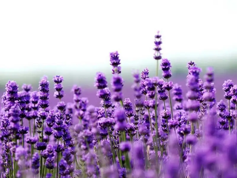 Levantica o planta cu multiple utilizari