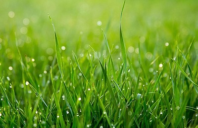 Cum îți pegătești gazonul pentru vară: Sfaturi practice pentru un verde perfect