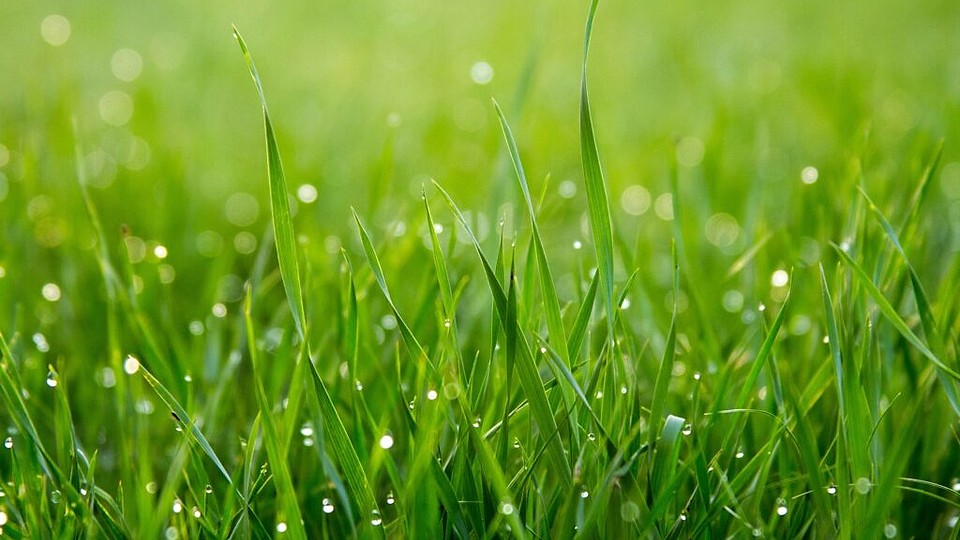 Cum îți pegătești gazonul pentru vară: Sfaturi practice pentru un verde perfect