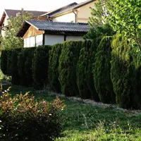 Top 10 tipuri de garduri vii