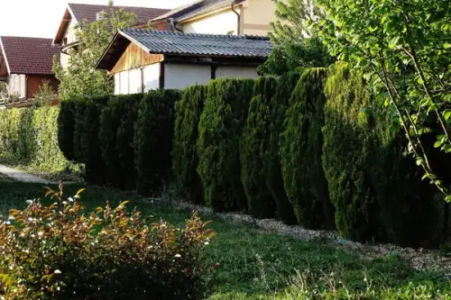 Top 10 tipuri de garduri vii