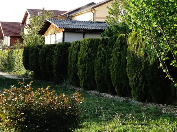 Top 10 tipuri de garduri vii