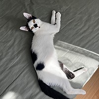 Motanul Romb, abandonat de stăpână, își caută o nouă casă în București