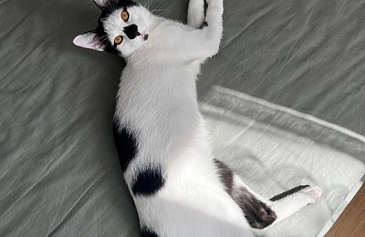 Motanul Romb, abandonat de stăpână, își caută o nouă casă în București