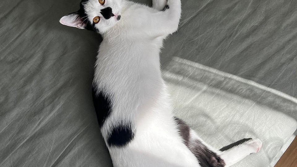 Motanul Romb, abandonat de stăpână, își caută o nouă casă în București