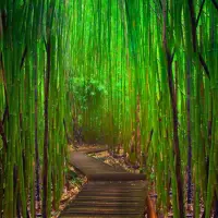 Ceva inedit pentru gradina ta: Cum se planteaza bambusul? (VIDEO)