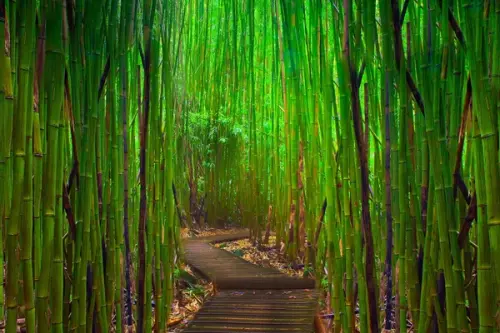 Ceva inedit pentru gradina ta: Cum se planteaza bambusul? (VIDEO)