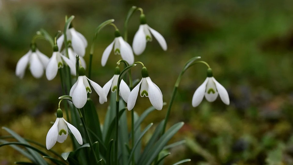 Prognoza meteo, 26 februarie. Apar primele semne ale primăverii în România