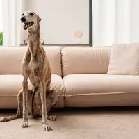 Sfaturi utile despre cum să-ți amenajezi casa dacă ai un câine de talie mare